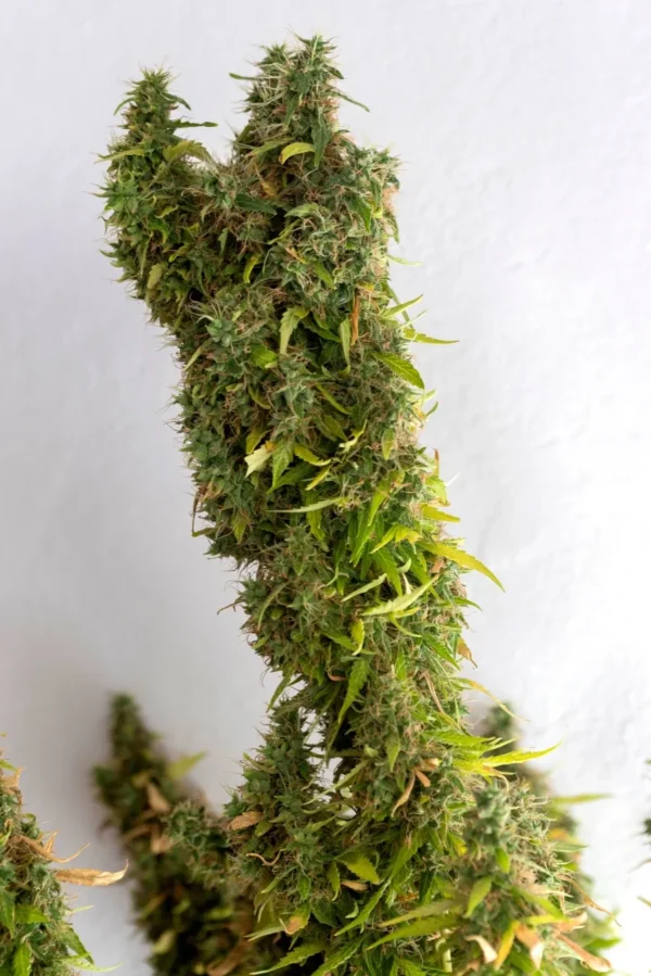 Sour Diesel Autoflower cannabis plant with long buds and thin serrated leaves