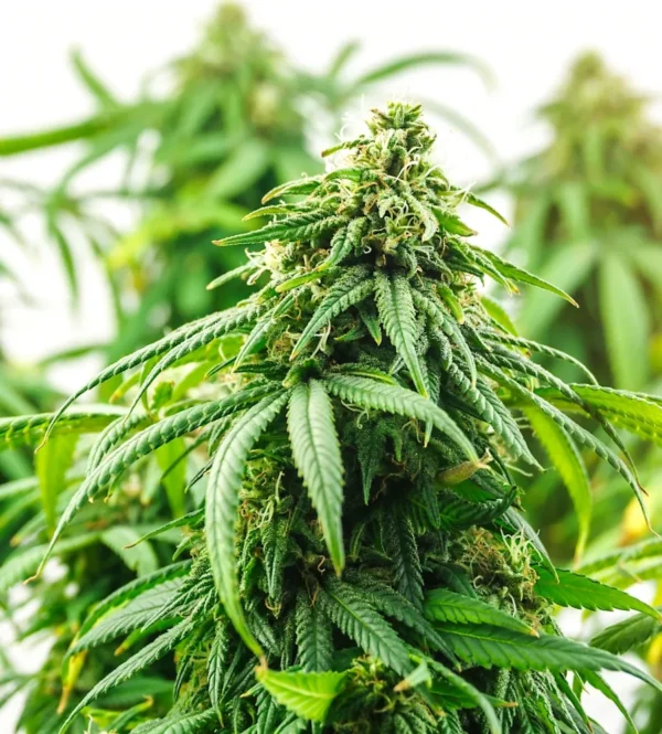 Super Lemon Haze Autoflower cannabis plant with dense bud structure and vibrant green leaves