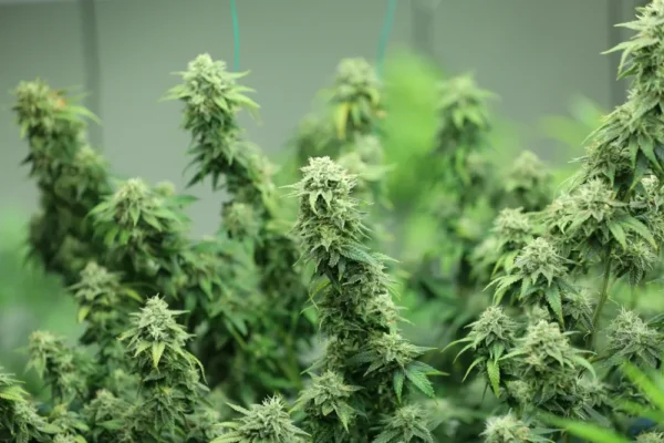 Super Silver Haze Feminized cannabis plants with tall colas and resinous buds in indoor grow setup