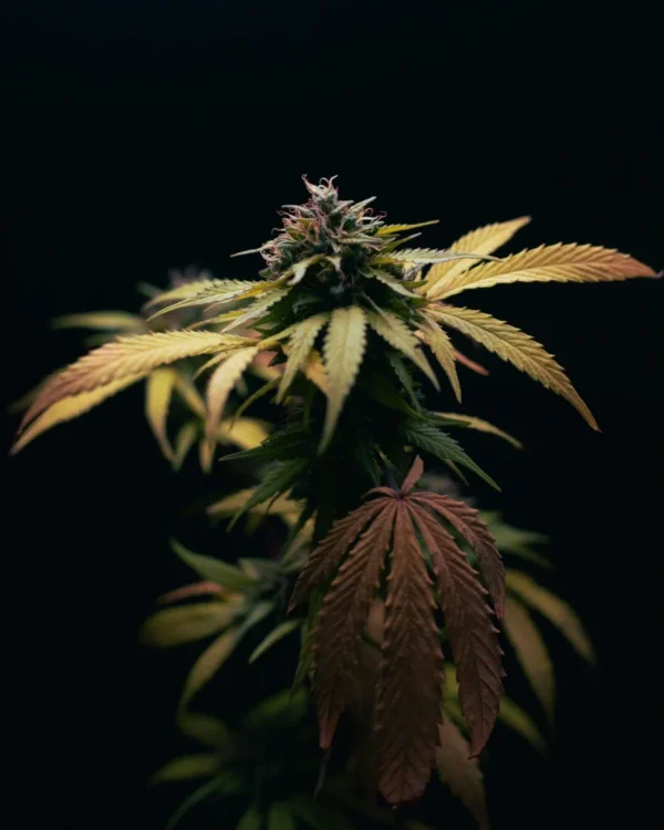 Super Skunk Feminized cannabis plant with colorful fan leaves and dense flowering top