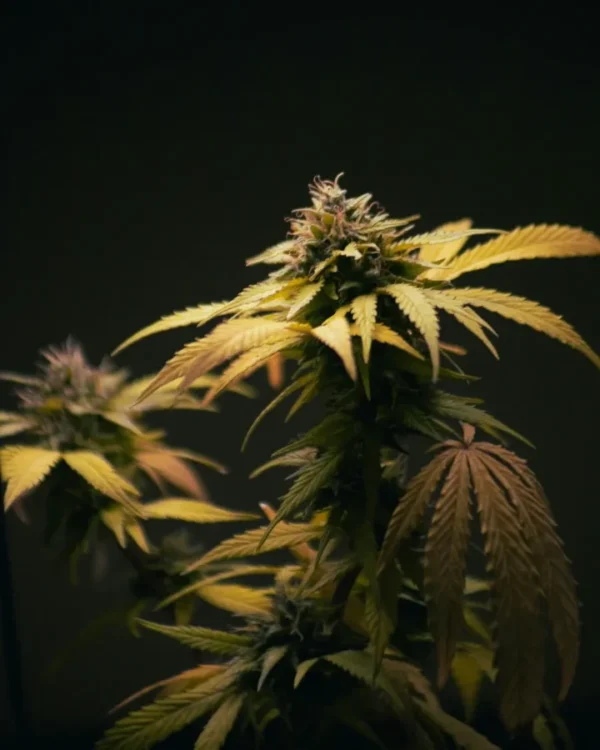 Super Skunk Feminized cannabis plant with yellow-green leaves and a dense flowering bud