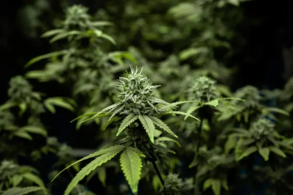 Wedding Cake Feminized cannabis plant with dense central cola and vibrant green leaves