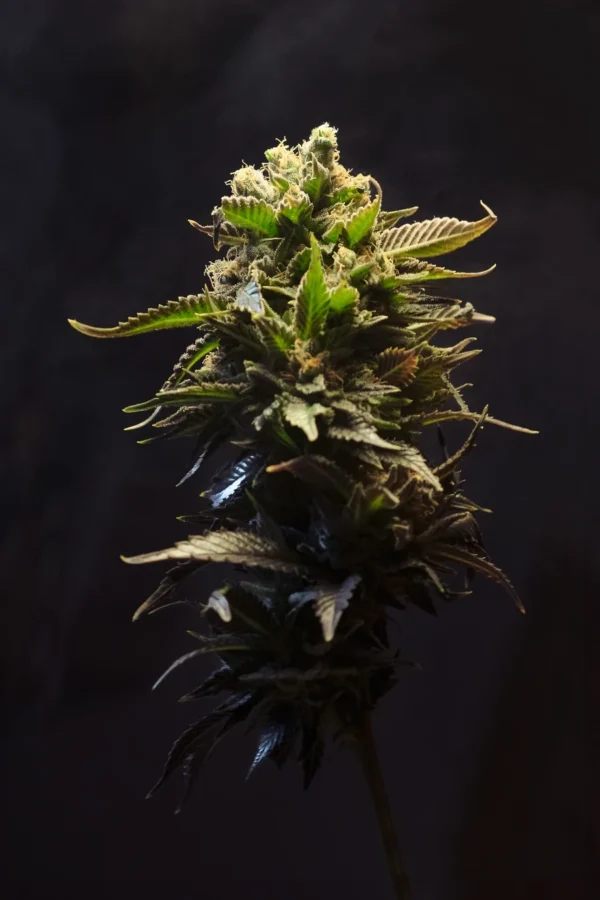 Wedding Cake Feminized cannabis bud with dense trichomes and dark background