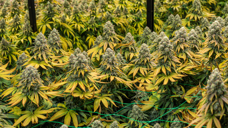 Cannabis plants grown with the Screen of Green (ScrOG) method under a support net – MJ Seed Shop