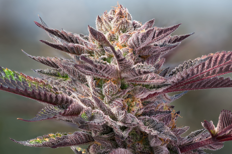 Close-up of a purple cannabis bud with trichomes – MJ Seed Shop