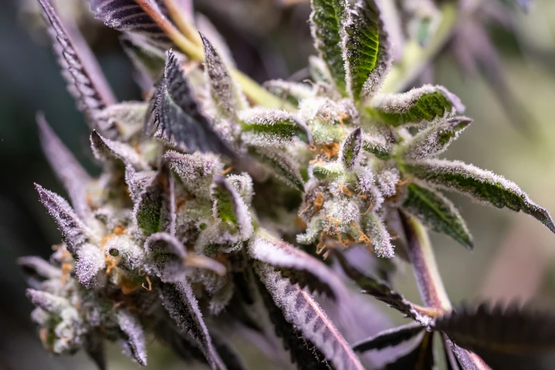 Close-up of OG White Widow cannabis buds with frosty trichomes – MJ Seed Shop