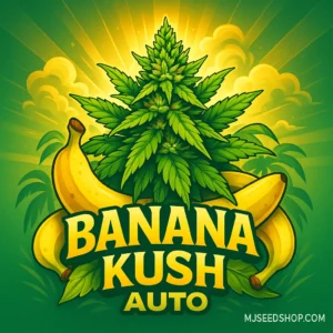 Banana Kush Autoflower cannabis strain with sweet banana aroma and frosty golden buds