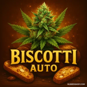 Biscotti Auto cannabis strain illustration with biscotti cookies and glowing background