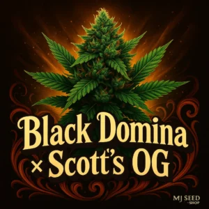 Black Domina × Scott’s OG Feminized cannabis strain with dark frosty buds and earthy citrus aroma
