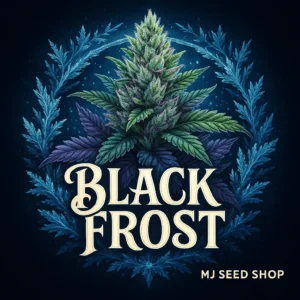 Black Frost Feminized cannabis strain with dark purple buds and frosty trichome coating