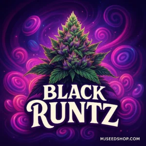 Black Runtz Feminized cannabis strain with dark purple buds and sweet candy aroma