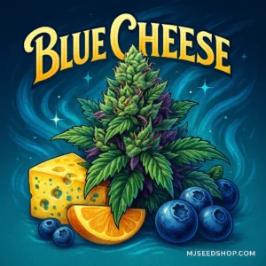 Blue Cheese Feminized cannabis strain with sweet blueberry aroma and creamy cheese undertones