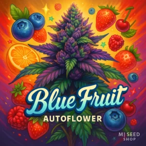 Blue Fruit Autoflower cannabis strain with berry-vanilla aroma and frosty buds