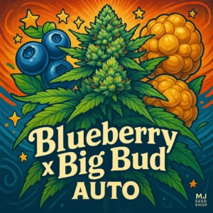 Blueberry x Big Bud Autoflower cannabis strain with fruity aroma and dense buds
