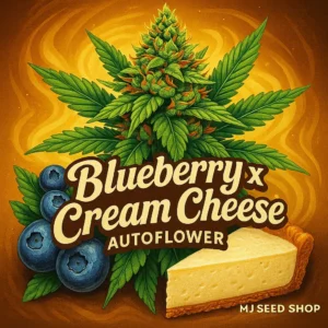 Blueberry x Cream Cheese Autoflower cannabis strain with creamy berry aroma and frosty buds