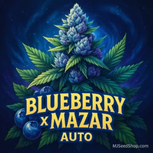 Blueberry × Mazar Autoflower cannabis strain with fruity aroma and resin-coated buds