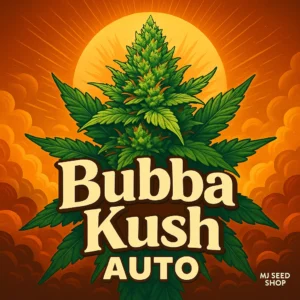 Bubba Kush Autoflower cannabis strain with earthy coffee aroma and dense frosty buds