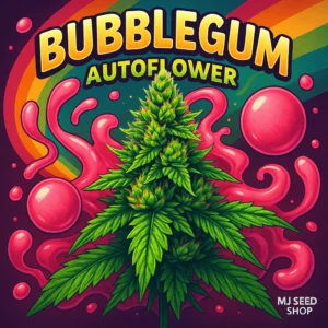Bubblegum Autoflower cannabis strain with sweet candy aroma and frosty pink buds