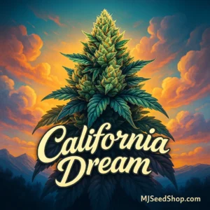 California Dream Feminized cannabis strain with citrus aroma and dense frosty buds