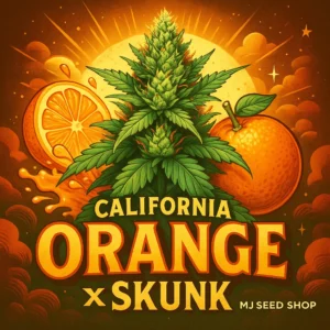 California Orange × Skunk Feminized cannabis strain with citrus aroma and frosty orange-tinted buds