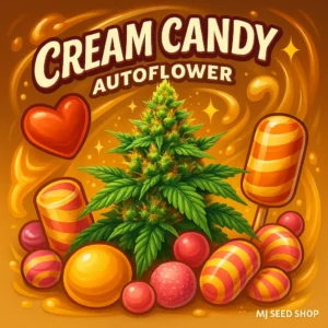 Cream Candy Autoflower cannabis strain with sweet creamy aroma and frosty buds