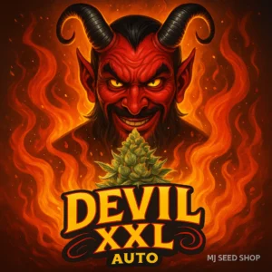 Devil XXL Autoflower cannabis strain with spicy sweet aroma and large resinous buds