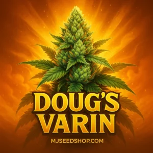 Doug’s Varin Feminized cannabis strain with citrus aroma and dense frosty buds