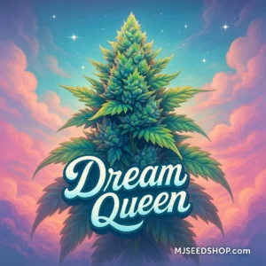 Dream Queen Feminized cannabis strain with tropical fruit aroma and frosty green buds