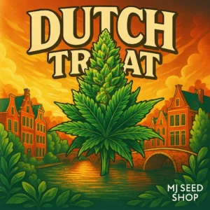 Dutch Treat Feminized cannabis strain with sweet pine aroma and dense frosty buds