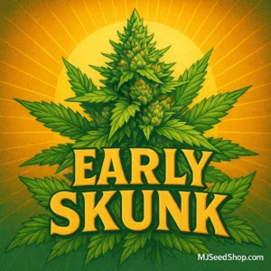 Early Skunk Feminized cannabis strain with skunky aroma and thick frosty buds