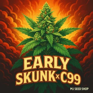 Early Skunk × C99 Feminized cannabis strain with citrus aroma and dense frosty buds