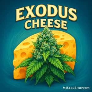 Exodus Cheese Feminized cannabis strain with pungent cheese aroma and dense frosty buds