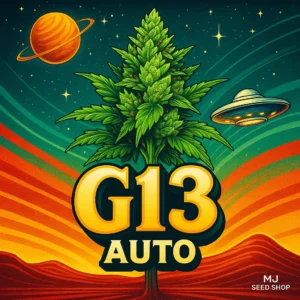 G13 Autoflower cannabis strain with earthy aroma and dense, frosty indica buds