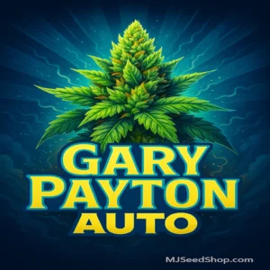 Gary Payton Autoflower cannabis strain with frosty buds and earthy gas aroma