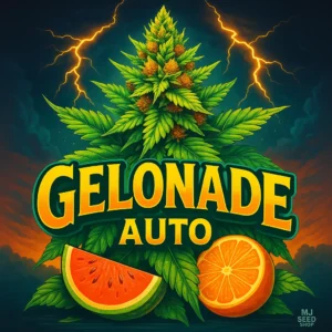 Gelonade Autoflower cannabis strain with citrus aroma and frosty golden buds