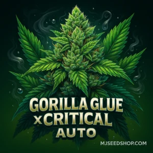 Critical × Gorilla Glue Autoflower cannabis strain with earthy pine aroma and dense sticky buds