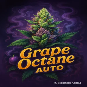 Grape Octane Autoflower cannabis strain with grape aroma and frosty purple buds
