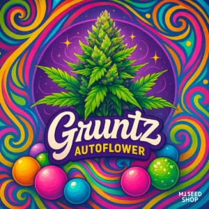 Gruntz Autoflower cannabis strain with candy grape aroma and colorful frosty buds