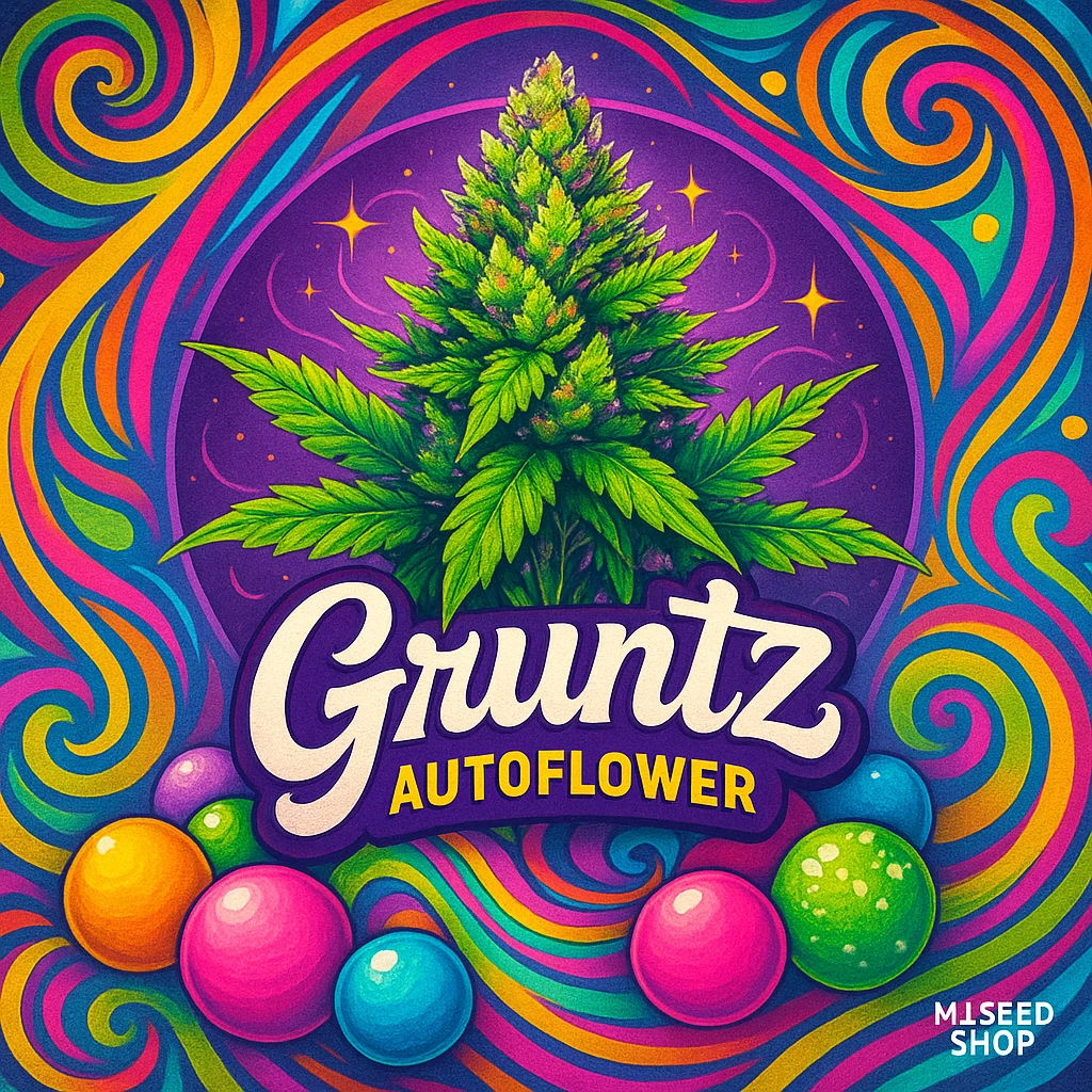 Gruntz Autoflower cannabis strain with candy grape aroma and colorful frosty buds