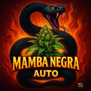Mamba Negra Autoflower cannabis strain with fruity aroma and dark frosty buds