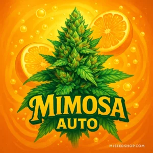 Mimosa Autoflower cannabis strain with citrus aroma and frosty orange-tinted buds