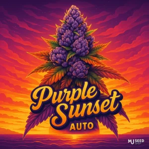 Purple Sunset Autoflower cannabis strain with purple-orange hues and fruity aroma