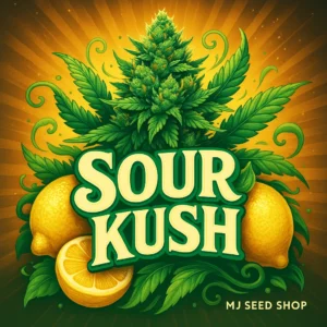 Sour Kush Feminized cannabis strain with citrus diesel aroma and dense frosty buds
