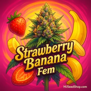Strawberry Banana Feminized cannabis strain with fruity aroma and dense frosty buds