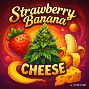 Strawberry Banana Cheese Feminized cannabis strain with fruity aroma and creamy cheese undertones