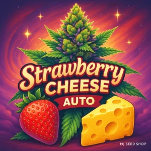 Strawberry Cheese Autoflower cannabis strain with sweet strawberry aroma and creamy cheese undertones