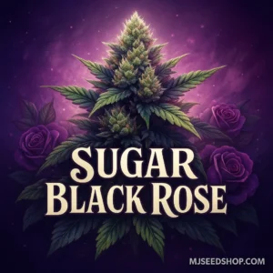 Sugar Black Rose Feminized cannabis strain with floral aroma and frosty purple-tinged buds