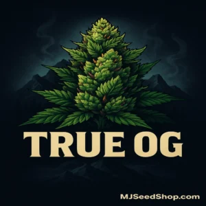 True OG Feminized cannabis strain with pine aroma and dense frosty buds