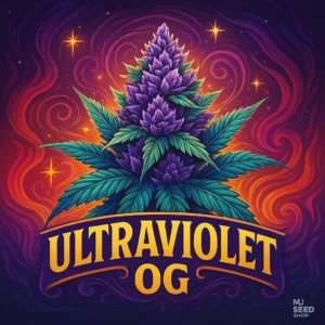 Ultraviolet OG Feminized cannabis strain with deep purple buds and strong earthy aroma
