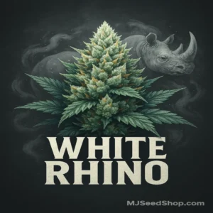 White Rhino Feminized cannabis strain with thick frosty buds and earthy aroma